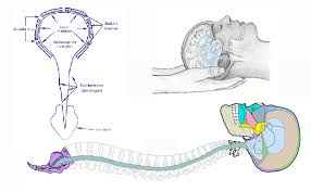 cranio1